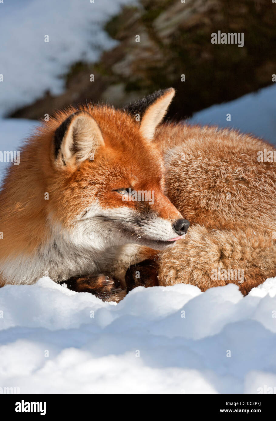 Le renard roux (Vulpes vulpes) Banque D'Images