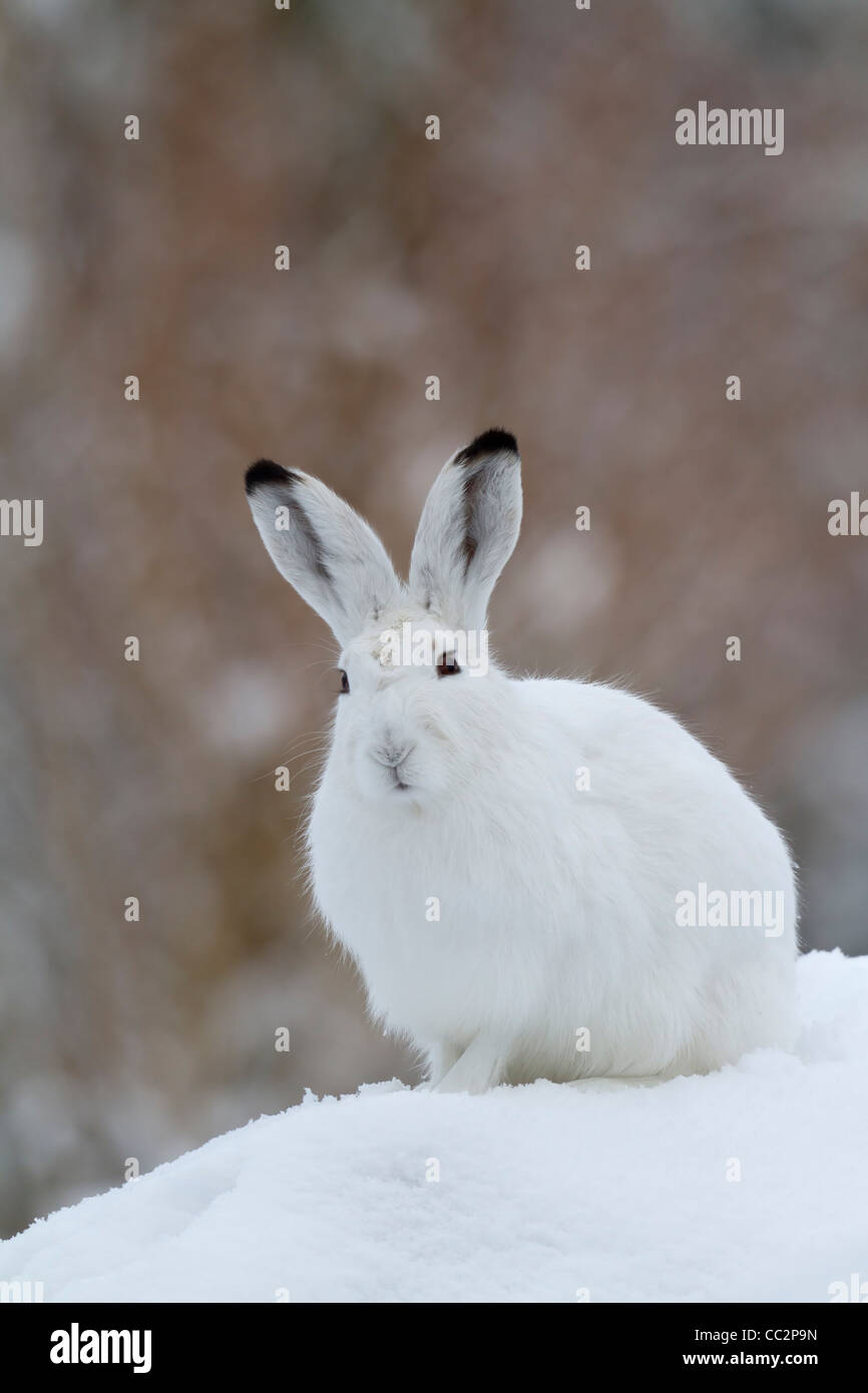 Lièvre dans la neige (Lepus timidus) Banque D'Images