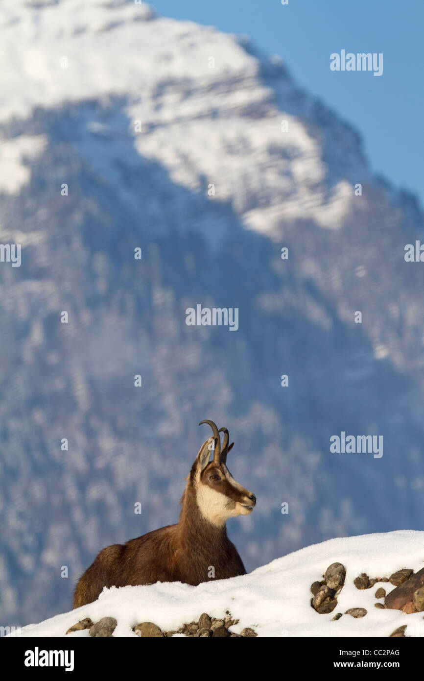 Chamois (Rupicapra rupicapra) Banque D'Images
