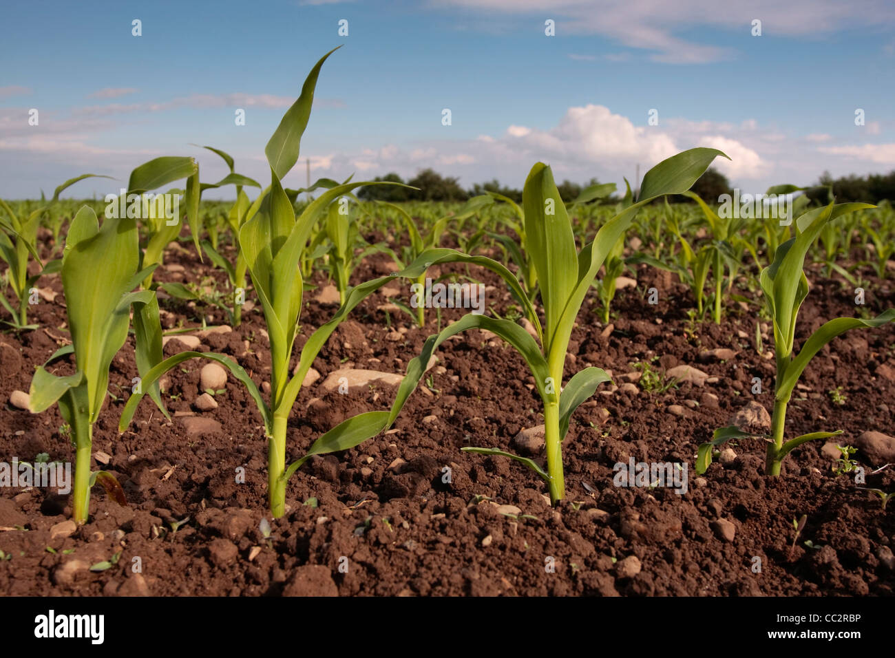 Les plantules de maïs avec champ de récolte au début du printemps Banque D'Images