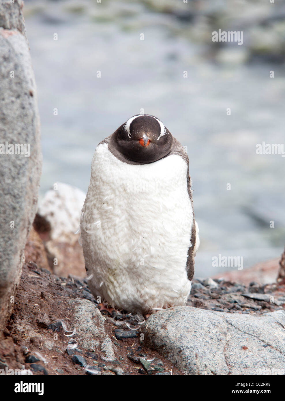 Manchots à l'Île Petermann, Antarctique Banque D'Images