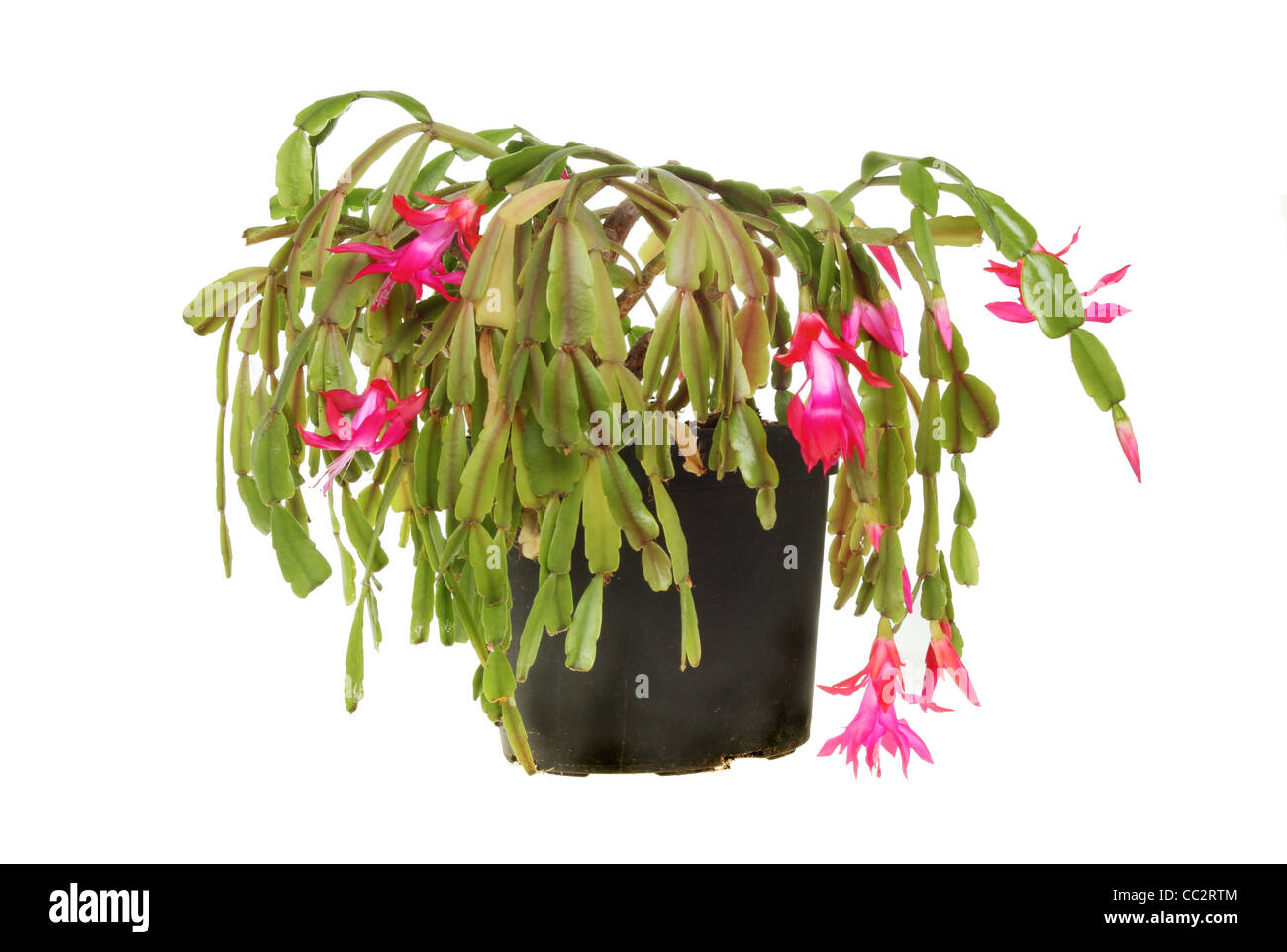 Cactus de Noël en fleurs dans un pot blanc isolé contre Banque D'Images