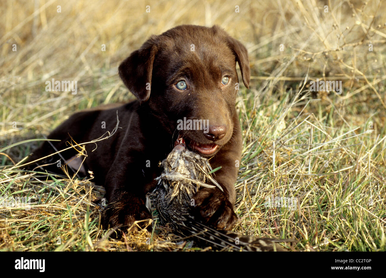 Chiot labrador retriever au chocolat aux yeux bleus Banque de photographies et d’images à haute
