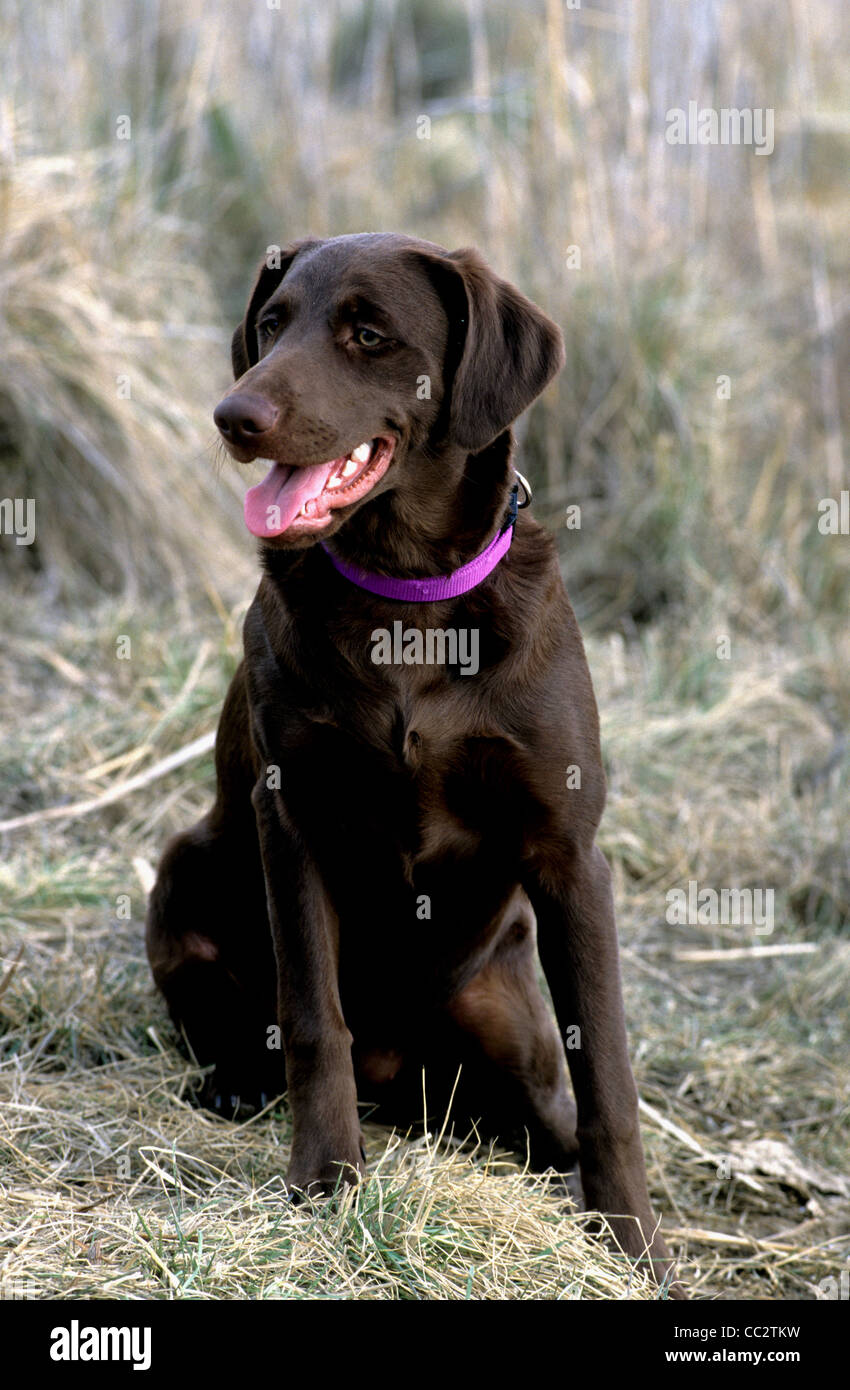 Hot Chocolate Labrador Retriever Banque D'Images