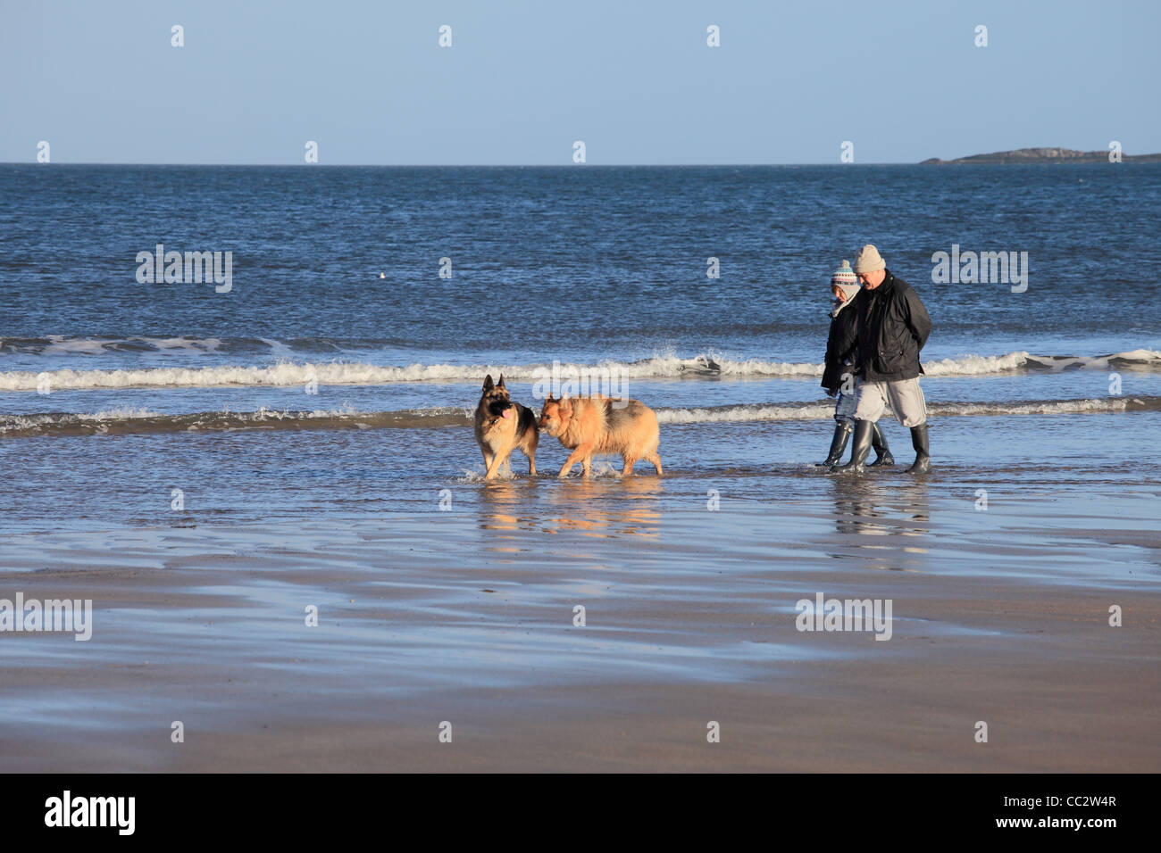 Mature couple walking alsacien avec les chiens sur la plage au nord-est de l'Angleterre Royaume-uni Bamburgh Banque D'Images