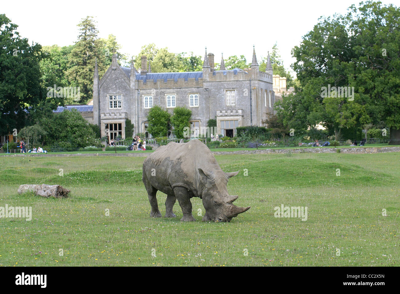 Les Cotswolds au rhinocéros Wild Life Park Oxfordshire Banque D'Images