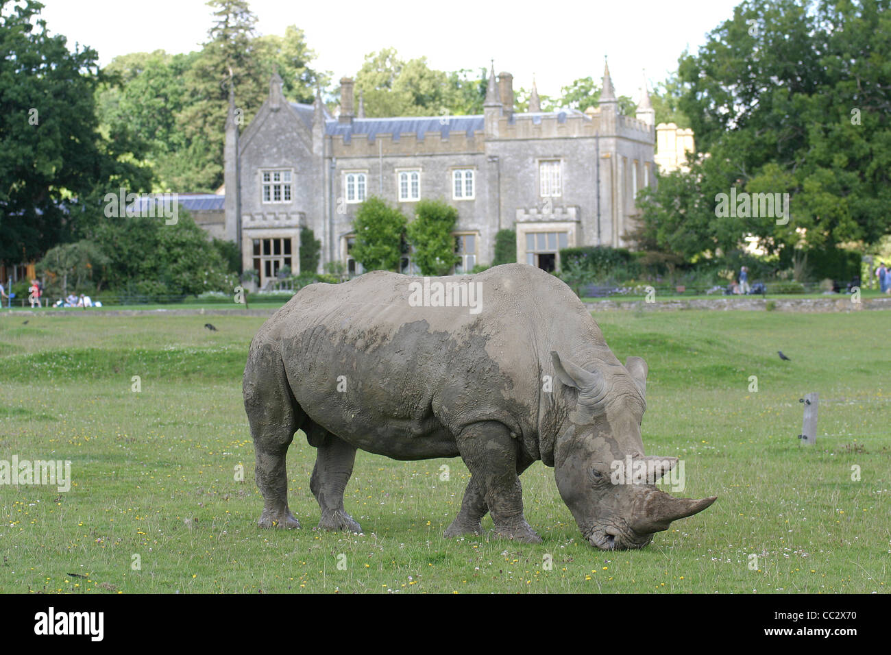 Les Cotswolds au rhinocéros Wild Life Park Oxfordshire Banque D'Images
