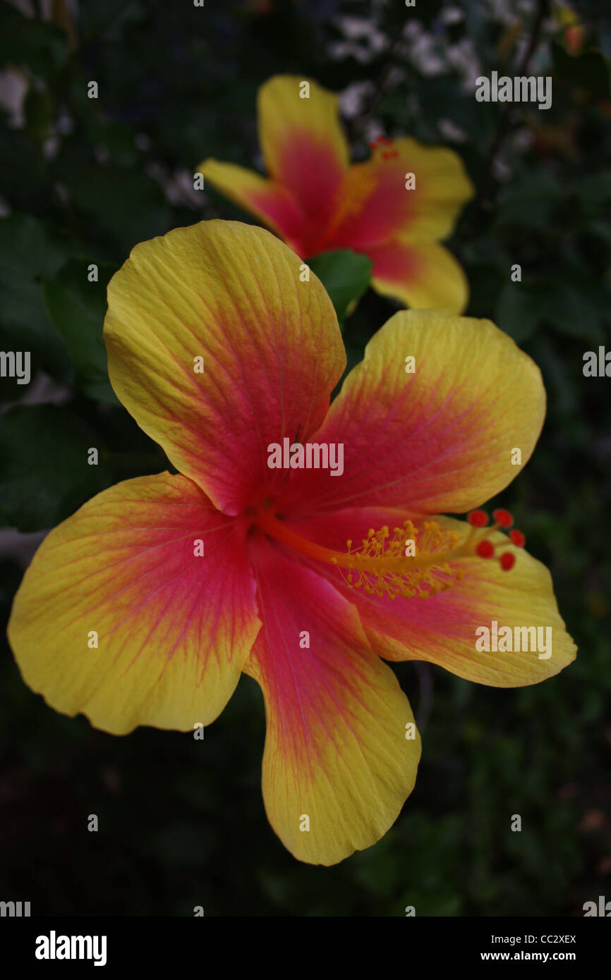 Fleur d'Hibiscus jaune et rose Hawaii Tropical Banque D'Images