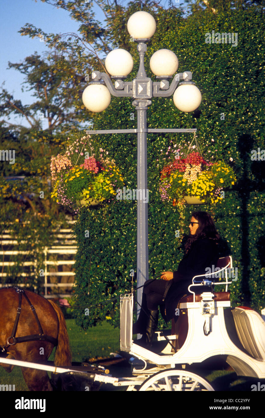 Femme, femme à cheval, conducteur conducteur de chariot, ville de Victoria, Victoria, île de Vancouver, province de la Colombie-Britannique, Canada Banque D'Images