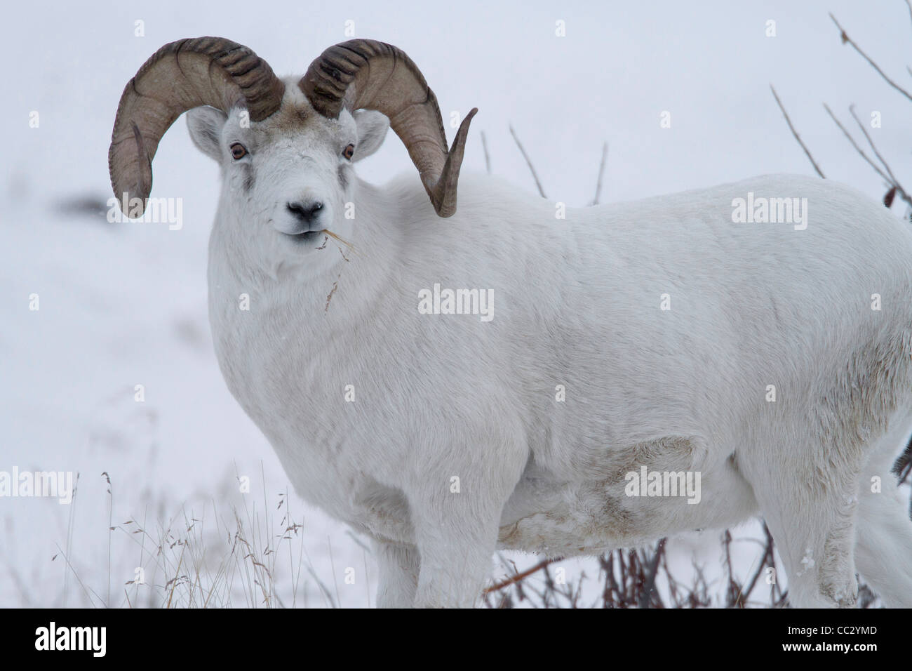 Le mouflon de Dall (Ovis dalli) ram dans la neige en col Atigun, Brooks Range, monts, de l'Alaska en Octobre Banque D'Images