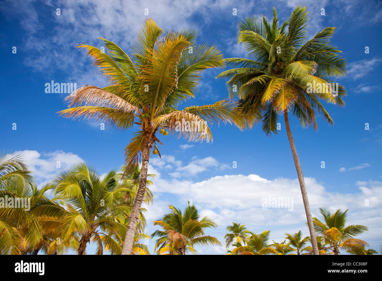 Palmiers le long d'une plage de San Juan Puerto Rico Banque D'Images