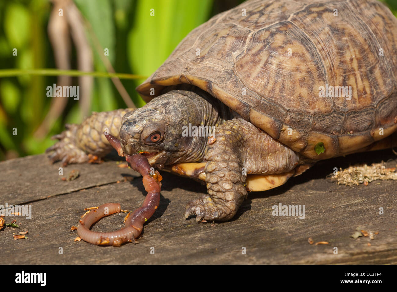 Tortue tabatière (Terrapene carolina). Manger un ver de terre. Banque D'Images