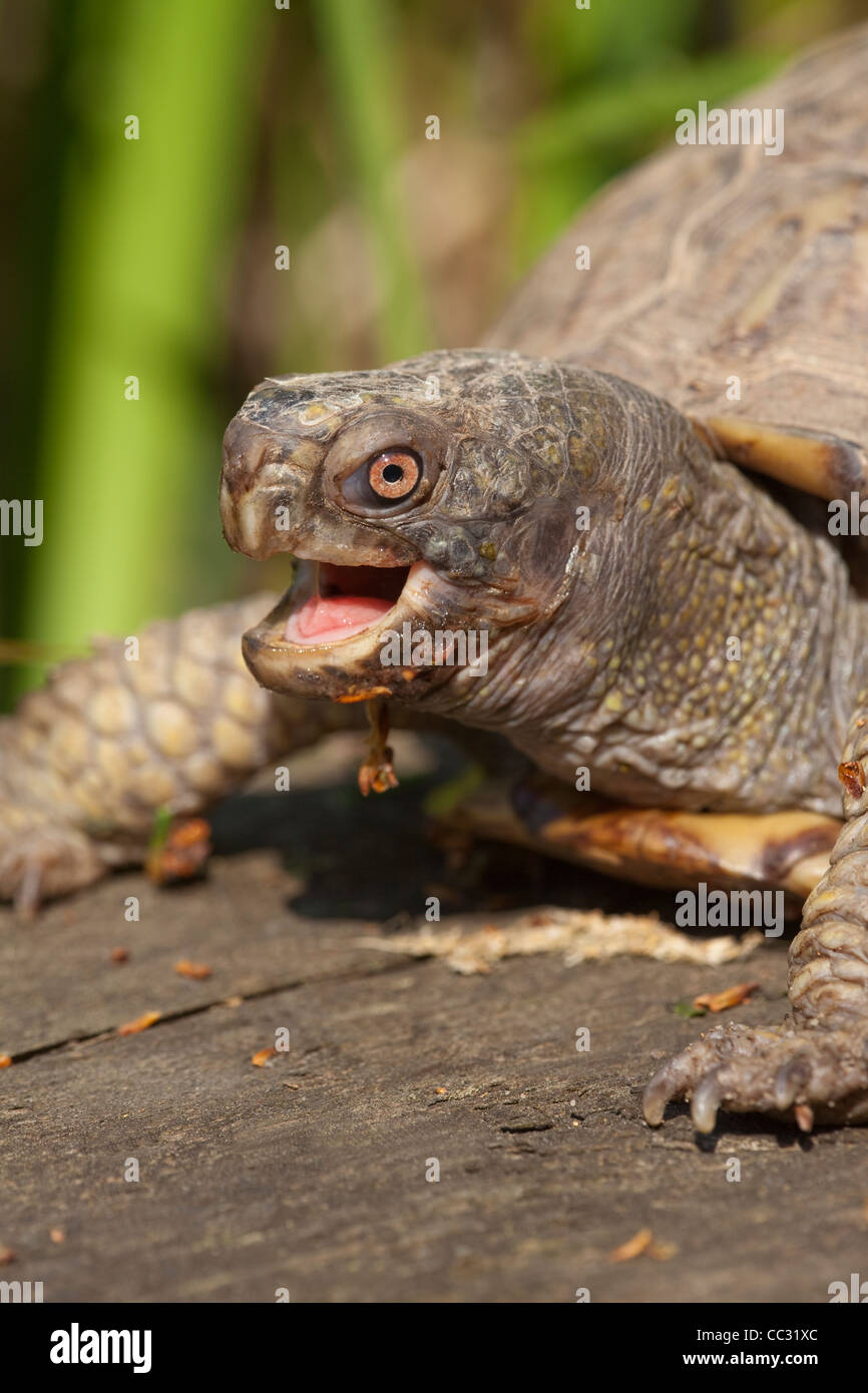 Tortue tabatière (Terrapene carolina). La bouche ouverte, avalant un ver. Banque D'Images