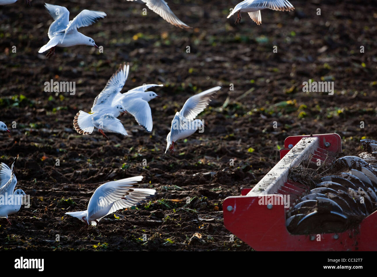 Les goélands à tête noire (Larus ridibunda). À la suite d'une herse à disques tirée par un tracteur pour collecter des invertébrés perturbées. Banque D'Images