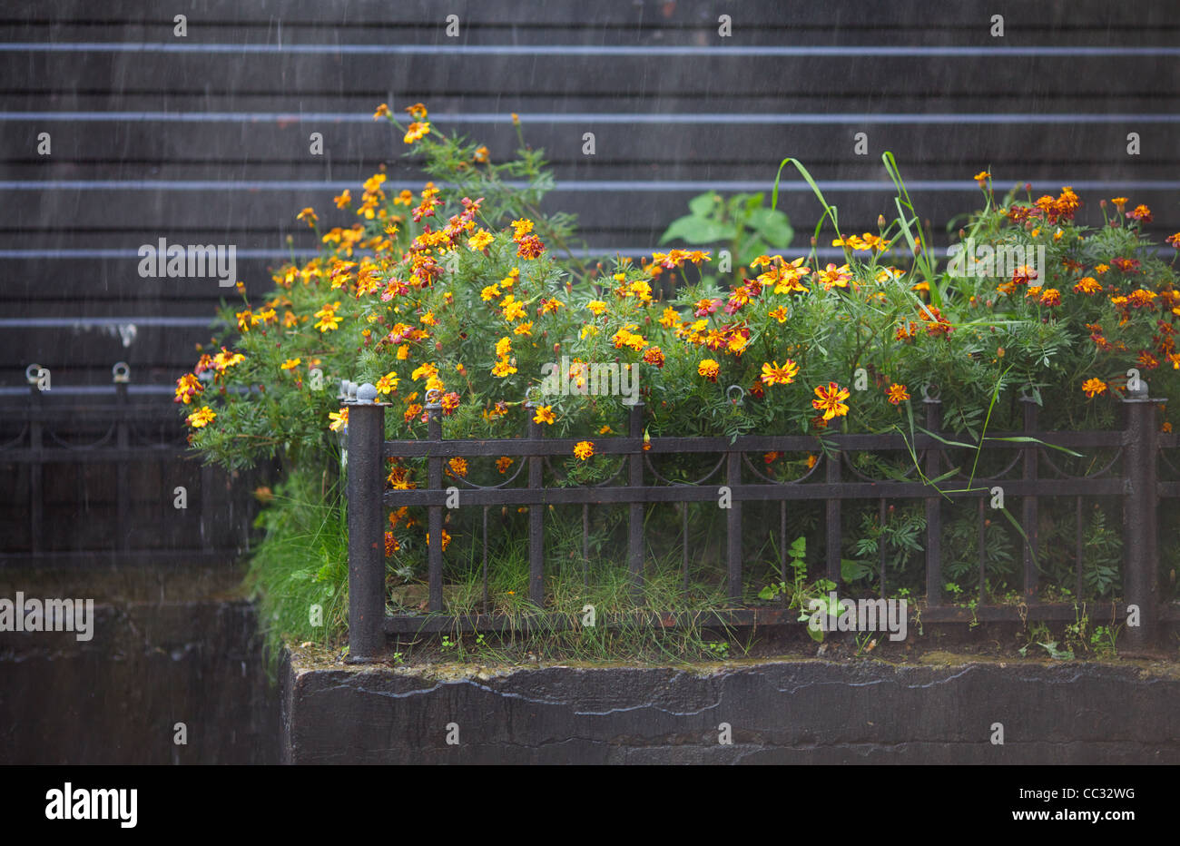 Fleurs de capucines en parterre sous la pluie d'été Banque D'Images