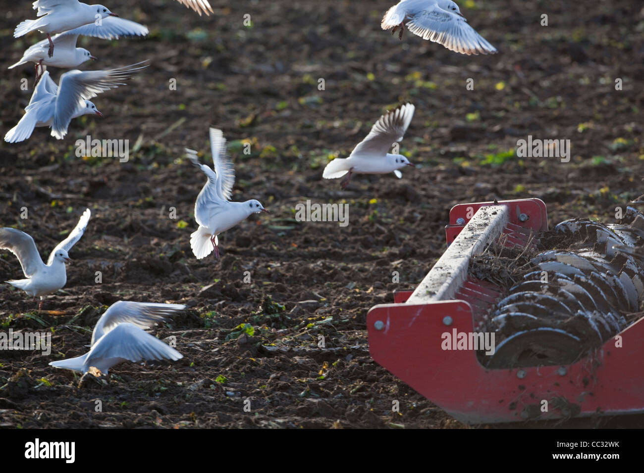 Les goélands à tête noire (Larus ridibunda). À la suite d'une herse à disques tirée par un tracteur pour collecter des invertébrés perturbées. Banque D'Images