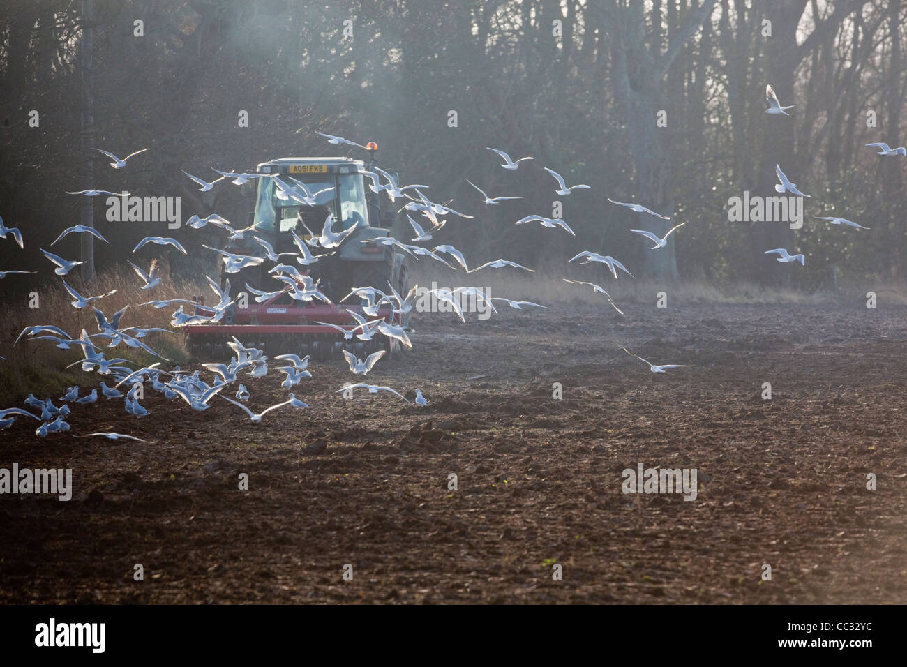 Les goélands à tête noire (Larus ridibunda). À la suite d'une herse à disques tirée par un tracteur pour collecter des invertébrés perturbées. Banque D'Images