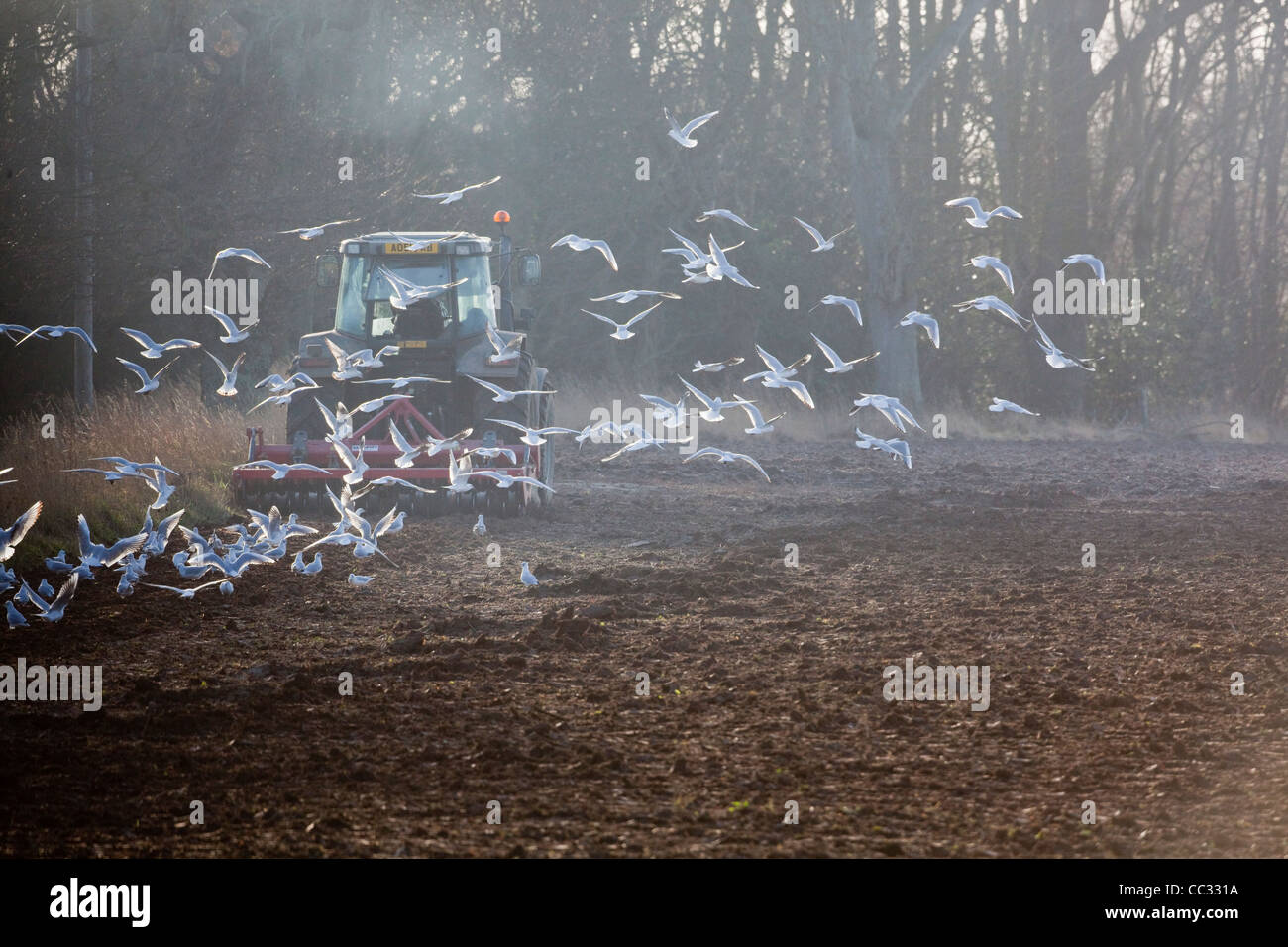Les goélands à tête noire (Larus ridibunda). À la suite d'une herse à disques tirée par un tracteur pour collecter des invertébrés perturbées. Banque D'Images