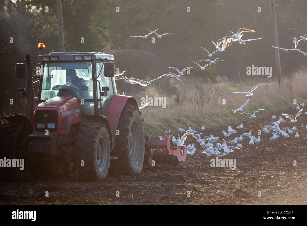 Les goélands à tête noire (Larus ridibunda). À la suite d'une herse à disques tirée par un tracteur pour collecter des invertébrés perturbées. Banque D'Images
