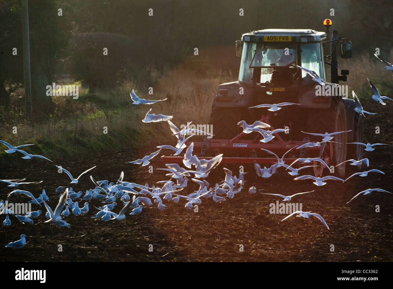 Les goélands à tête noire (Larus ridibunda). À la suite d'une herse à disques tirée par un tracteur pour collecter des invertébrés perturbées. Banque D'Images