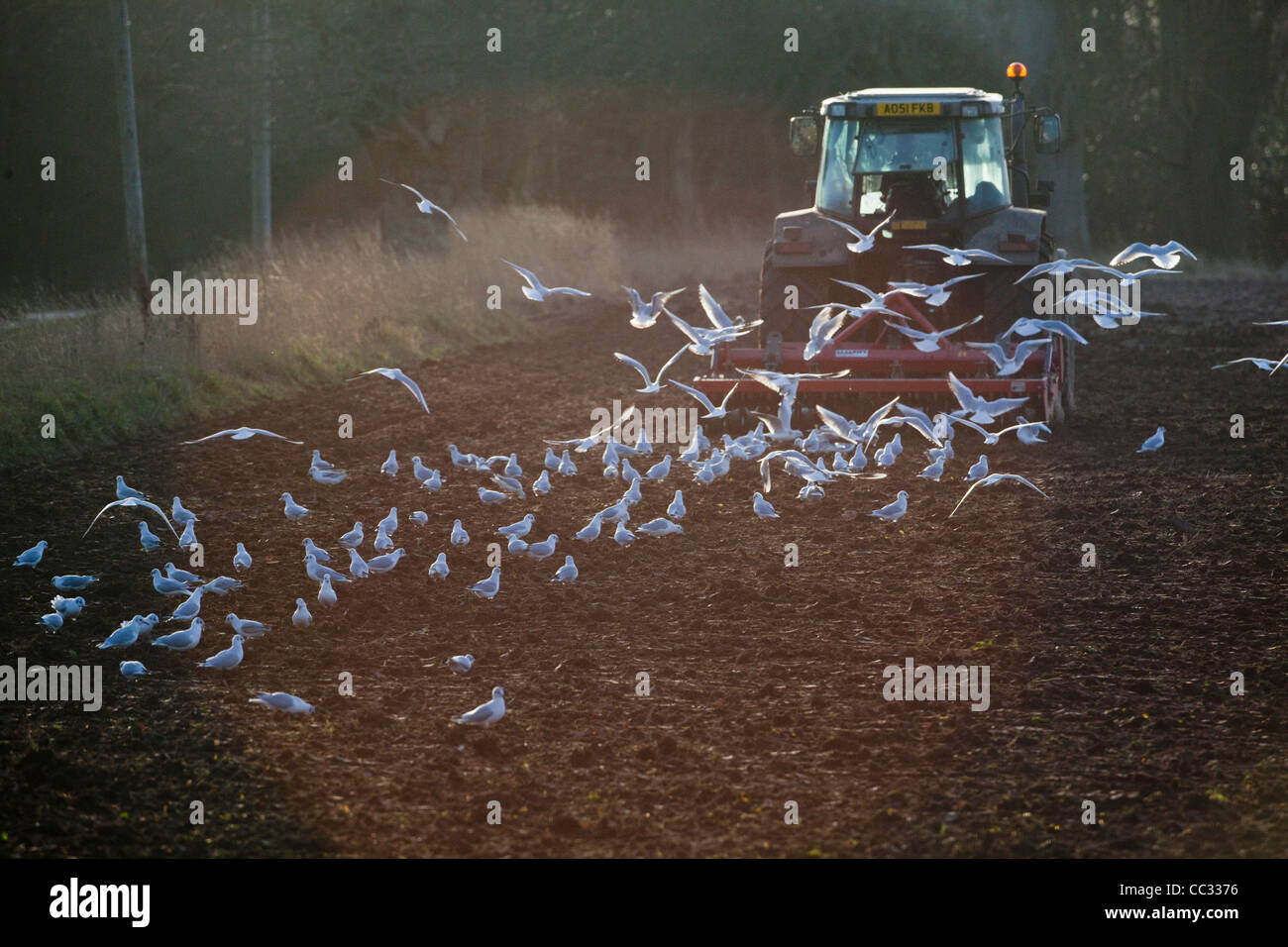 Les goélands à tête noire (Larus ridibunda). À la suite d'une herse à disques tirée par un tracteur pour collecter des invertébrés perturbées. Banque D'Images