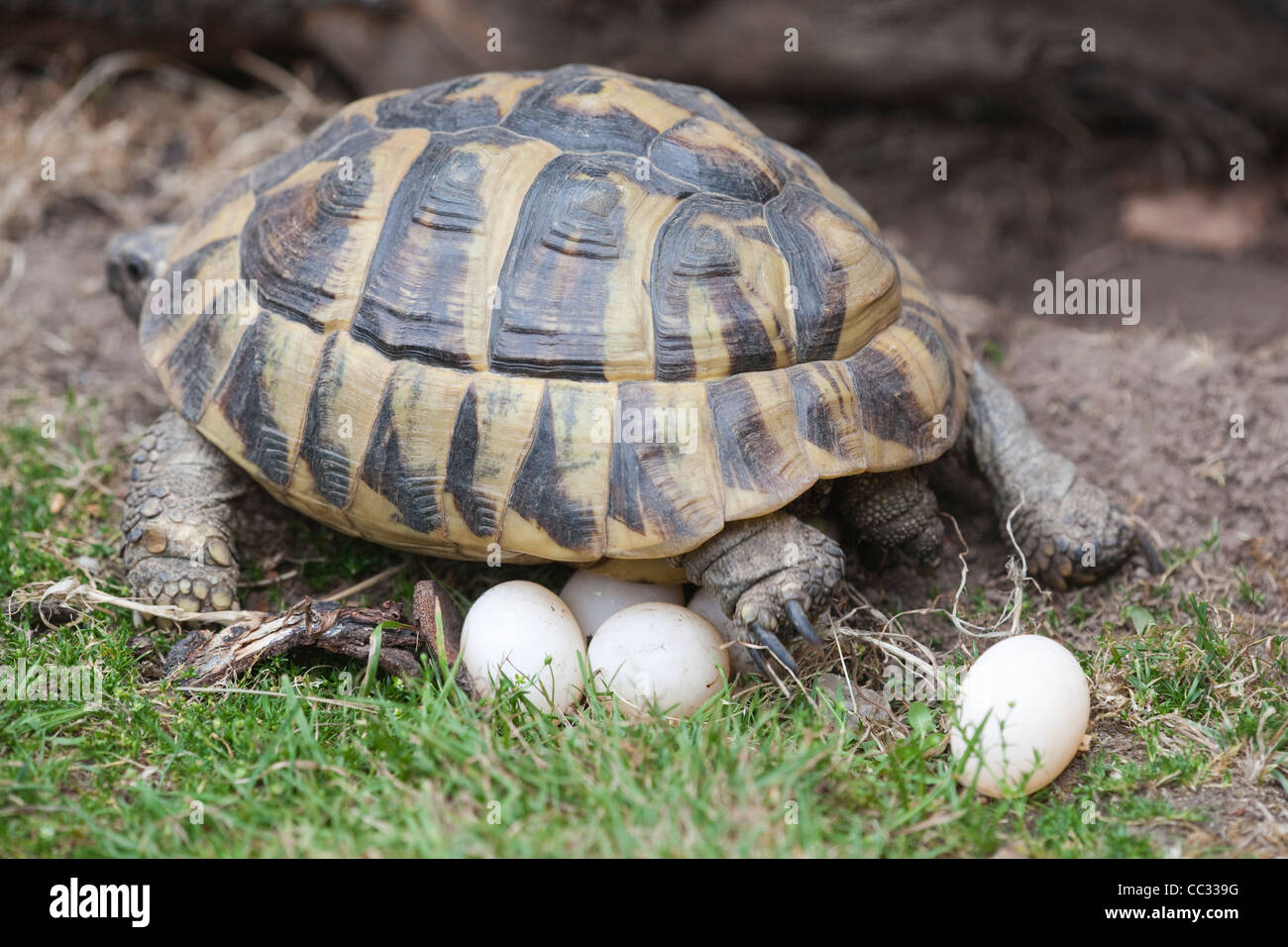 La tortue d'Hermann (Testudo hermanni). Femme, ayant jeté une couvée d'oeufs sur le point de les couvrir de terre à l'aide de ses pattes postérieures. Banque D'Images