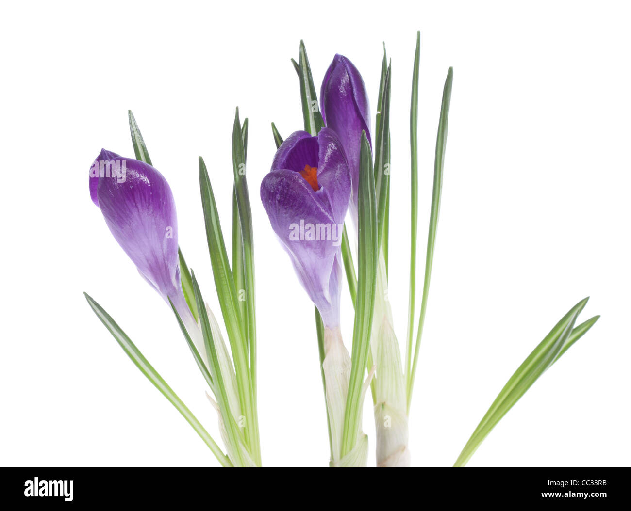 Purple crocus, isolé sur fond blanc Banque D'Images