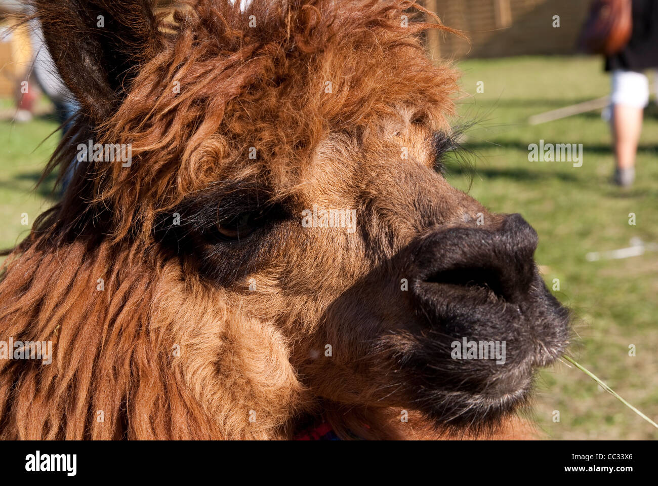 Big brown alpaca(Vicugna pacos) sur l'herbe Banque D'Images