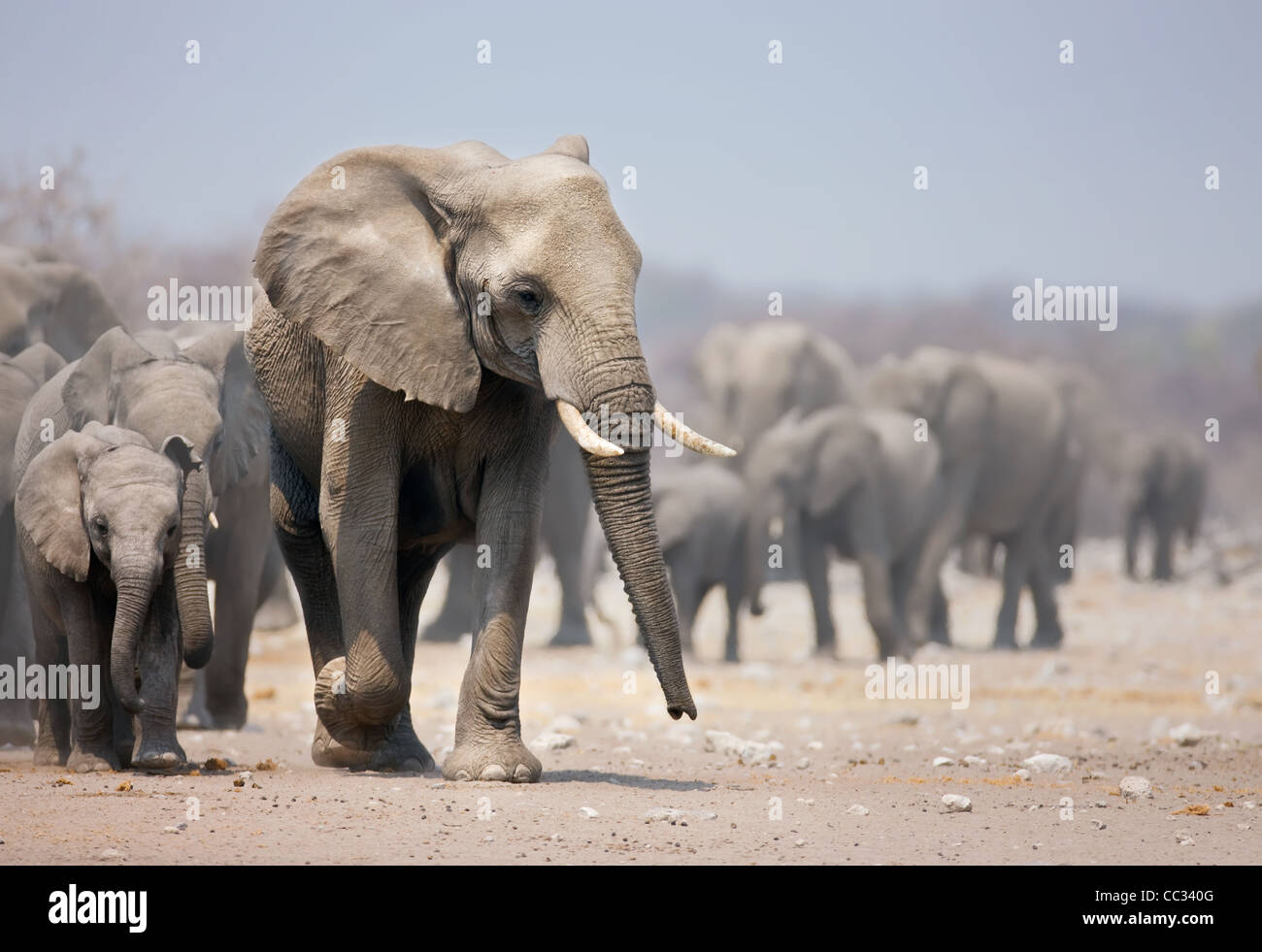L'approche de l'éléphant avec un grand troupeau ; les éléphants d'Afrique Loxodonta Africana ; Banque D'Images