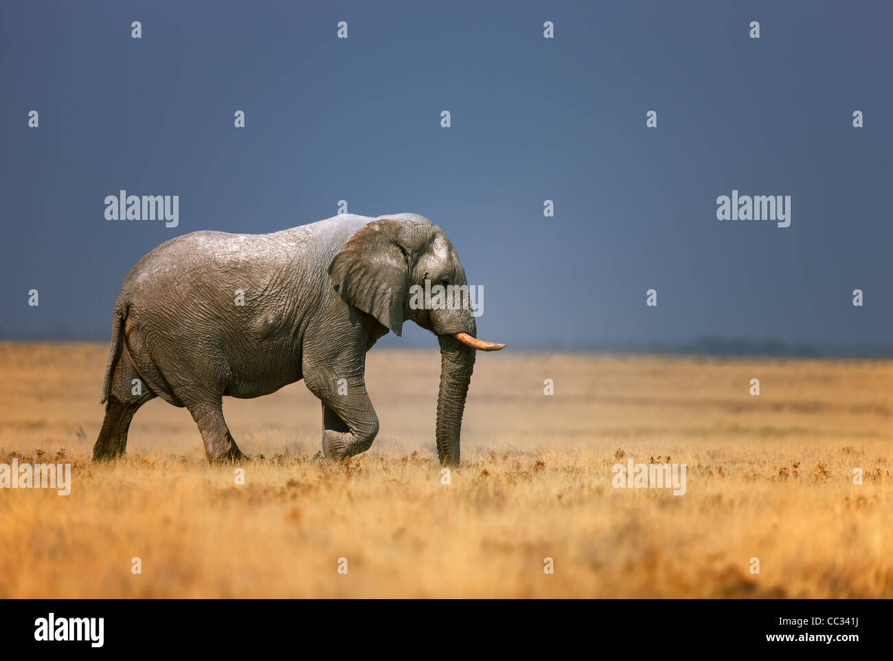 Balades en éléphant bull ouvrir grassfield, Loxodonta africana : Etosha Banque D'Images