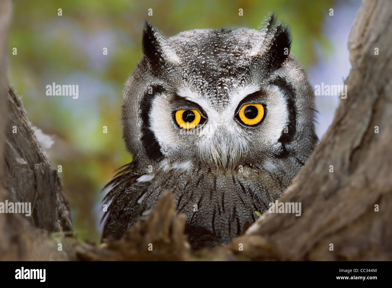 Close-up of a Whitefaced Owl Otus Leucotis ; Afrique du Sud ; Banque D'Images