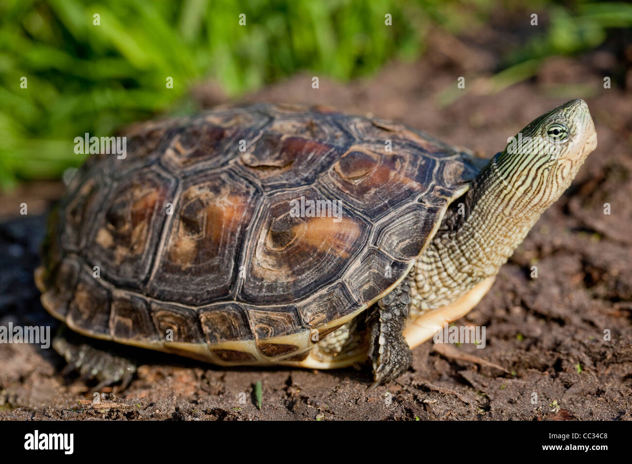 Des Chinois (tortue Ocadia sinensis). Des profils. Cou étendu montrant les marques de bande donnant son nom populaire. Banque D'Images