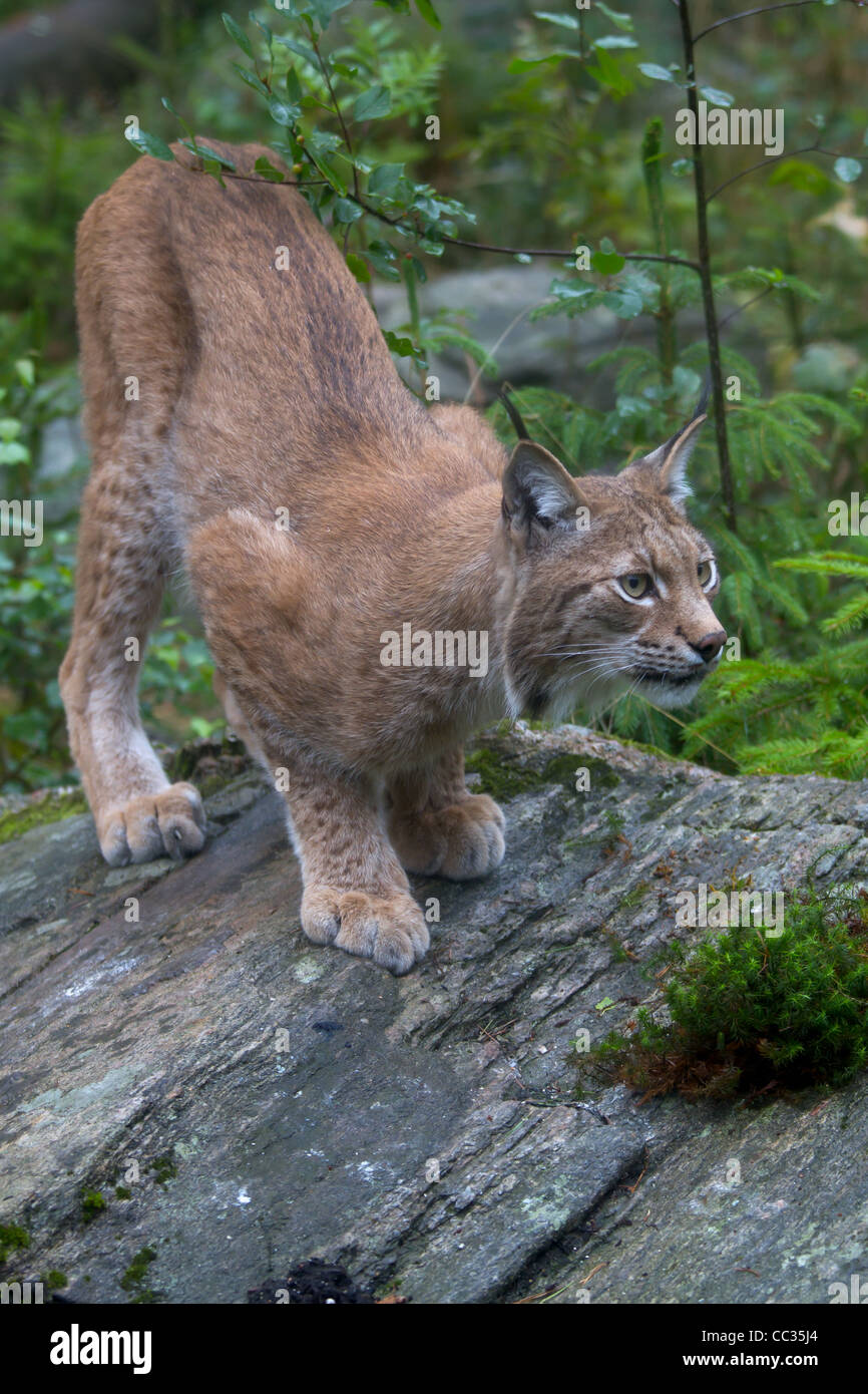 Capture d'un lynx Zoo Banque D'Images