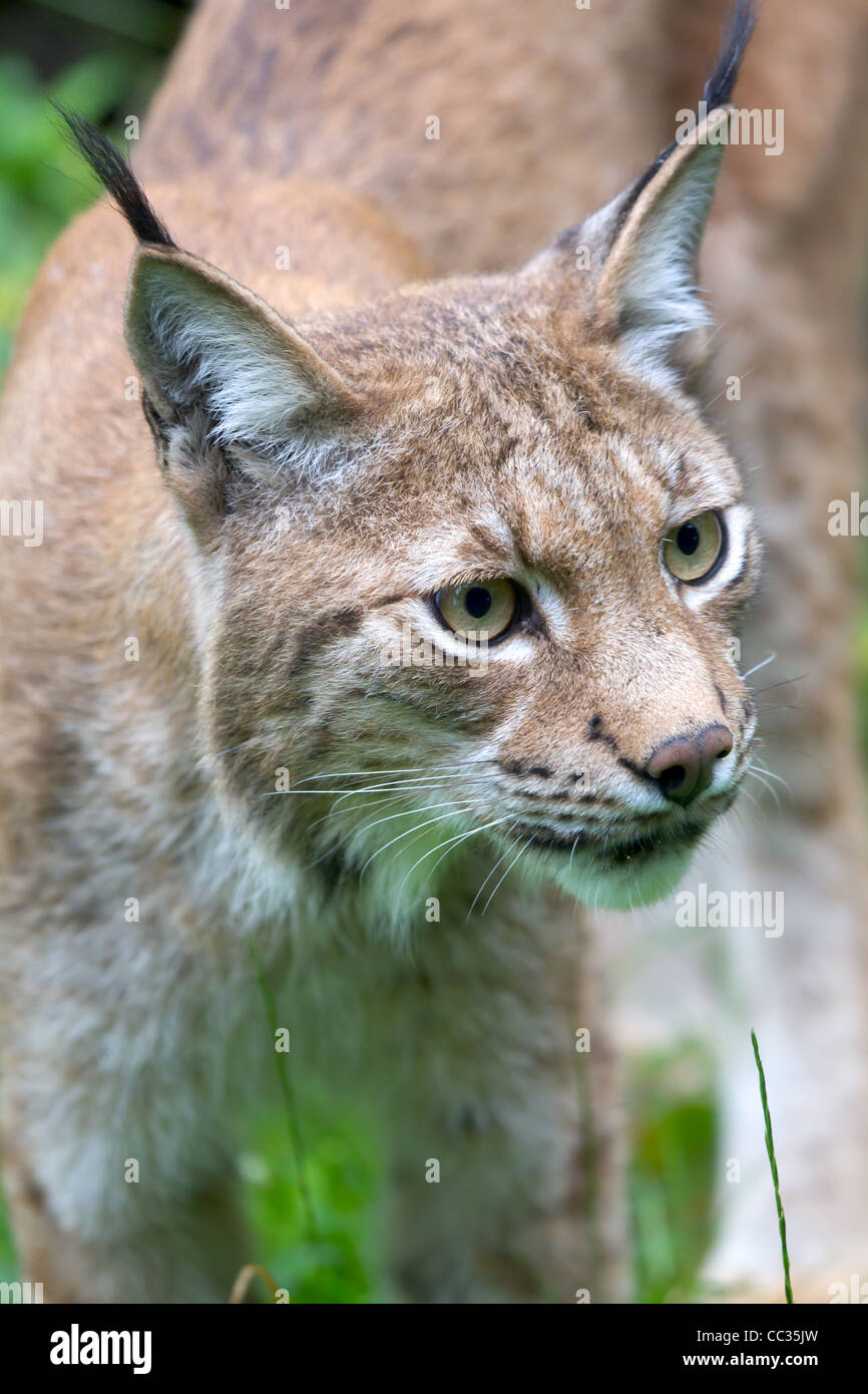 Capture d'un lynx Zoo Banque D'Images