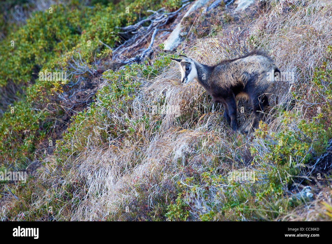 Un jeune Chamois dans les Alpes Banque D'Images