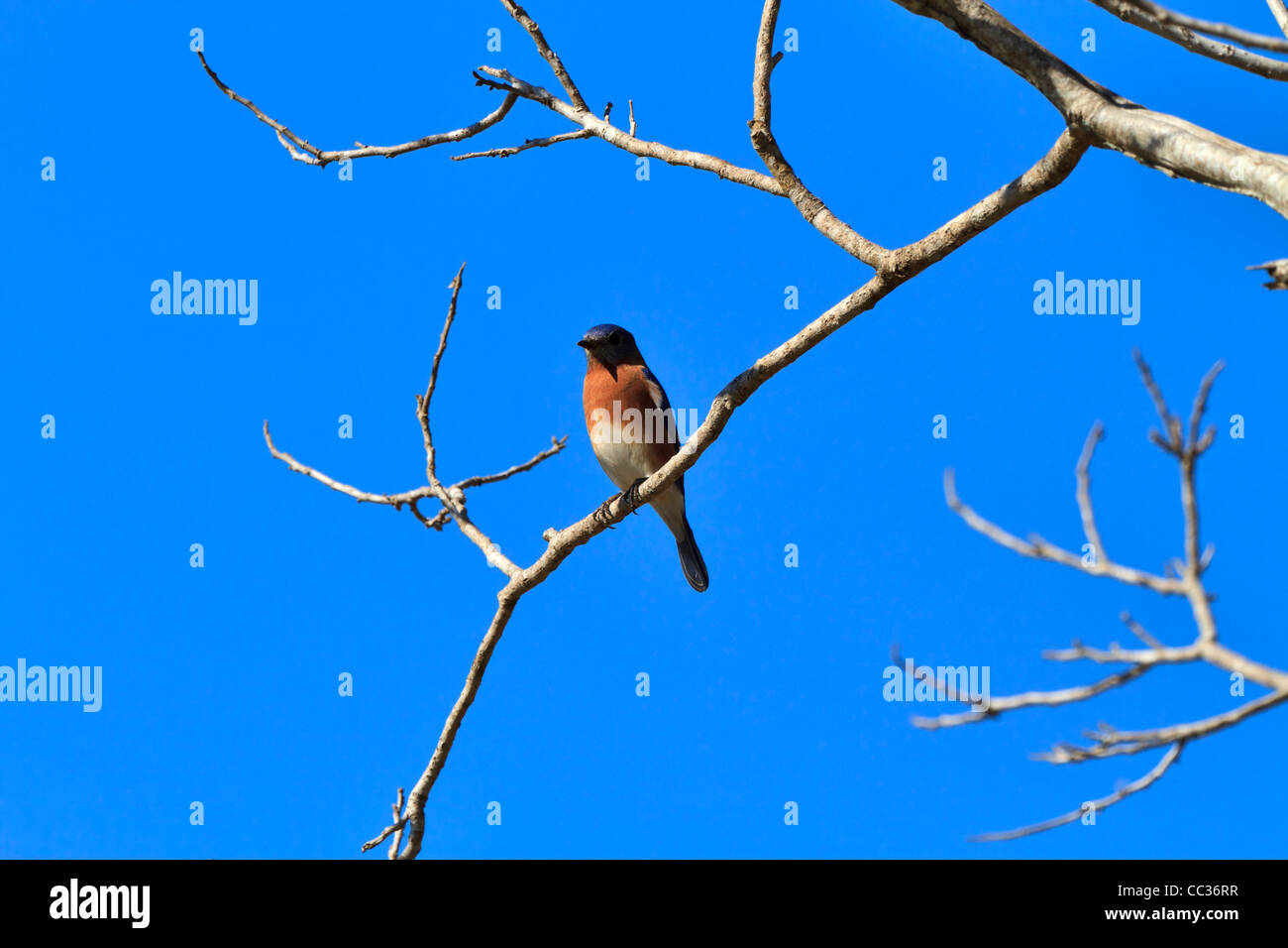 Merlebleu de l'Est Sialia sialis,, perché sur une branche. Banque D'Images