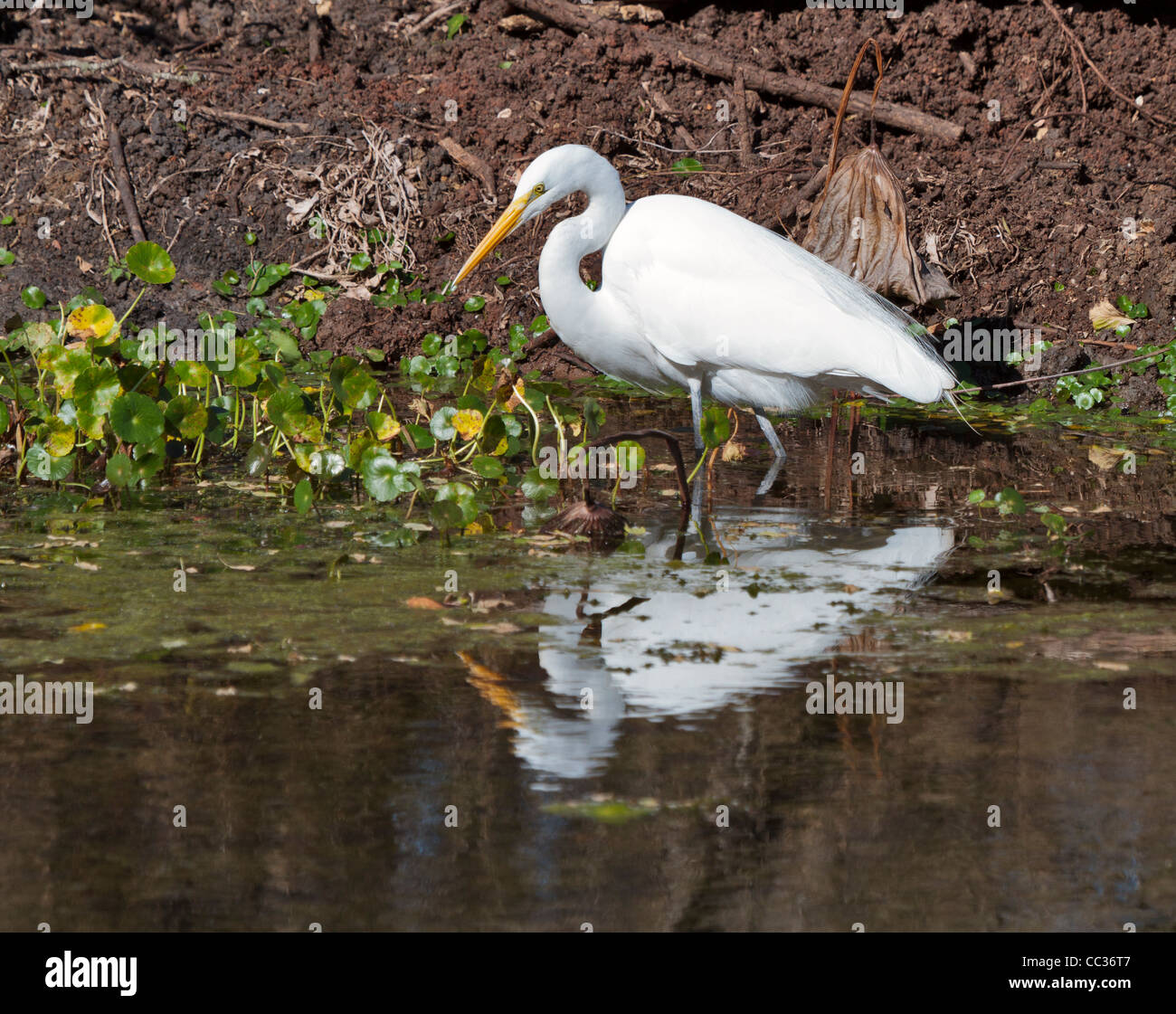 Grande Aigrette Ardea alba, de recherche de nourriture le long de la côte à Brazos Bend State Park, Texas Banque D'Images