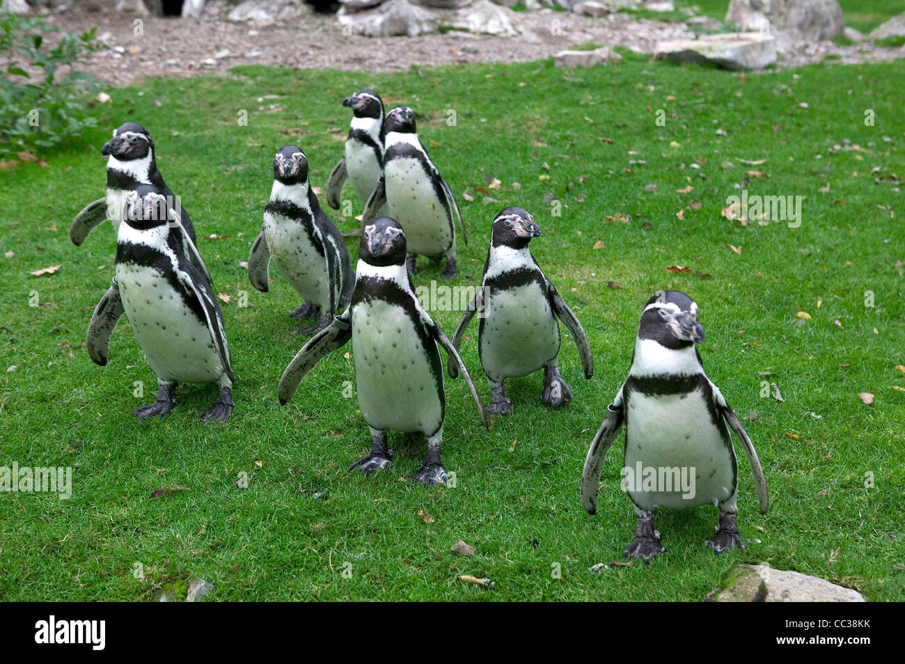 Manchot de Humboldt, Fota Wildlife Park, Cork, Irlande Banque D'Images