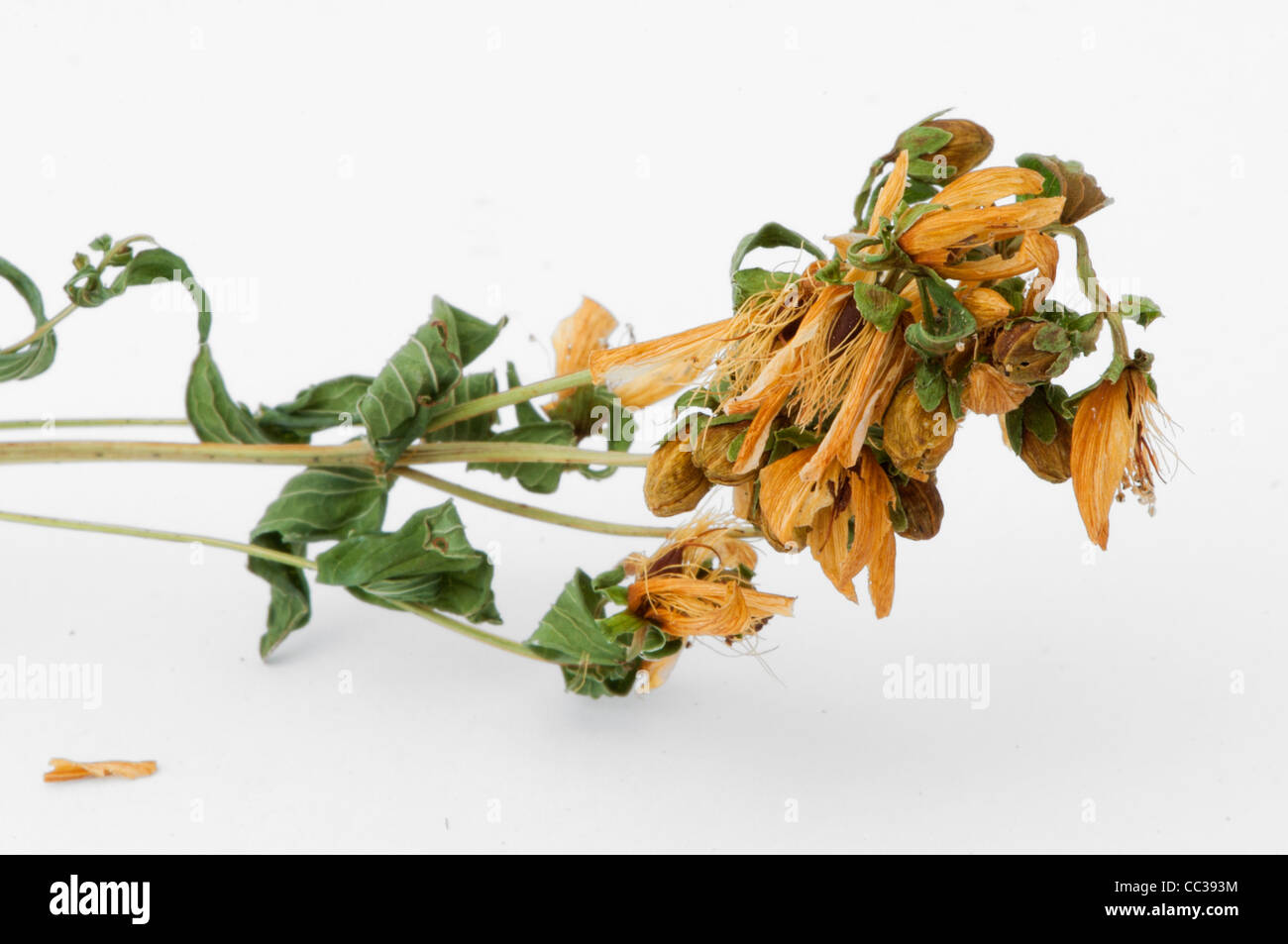 Herbes séchées Hypericum perforatum sur fond blanc Banque D'Images