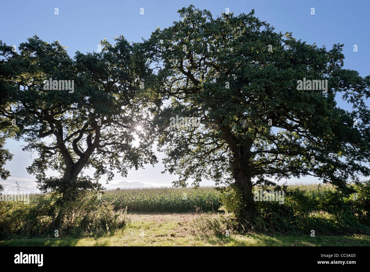 Deux arbres de chêne à l'entrée d'un champ de maïs avec le soleil Banque D'Images