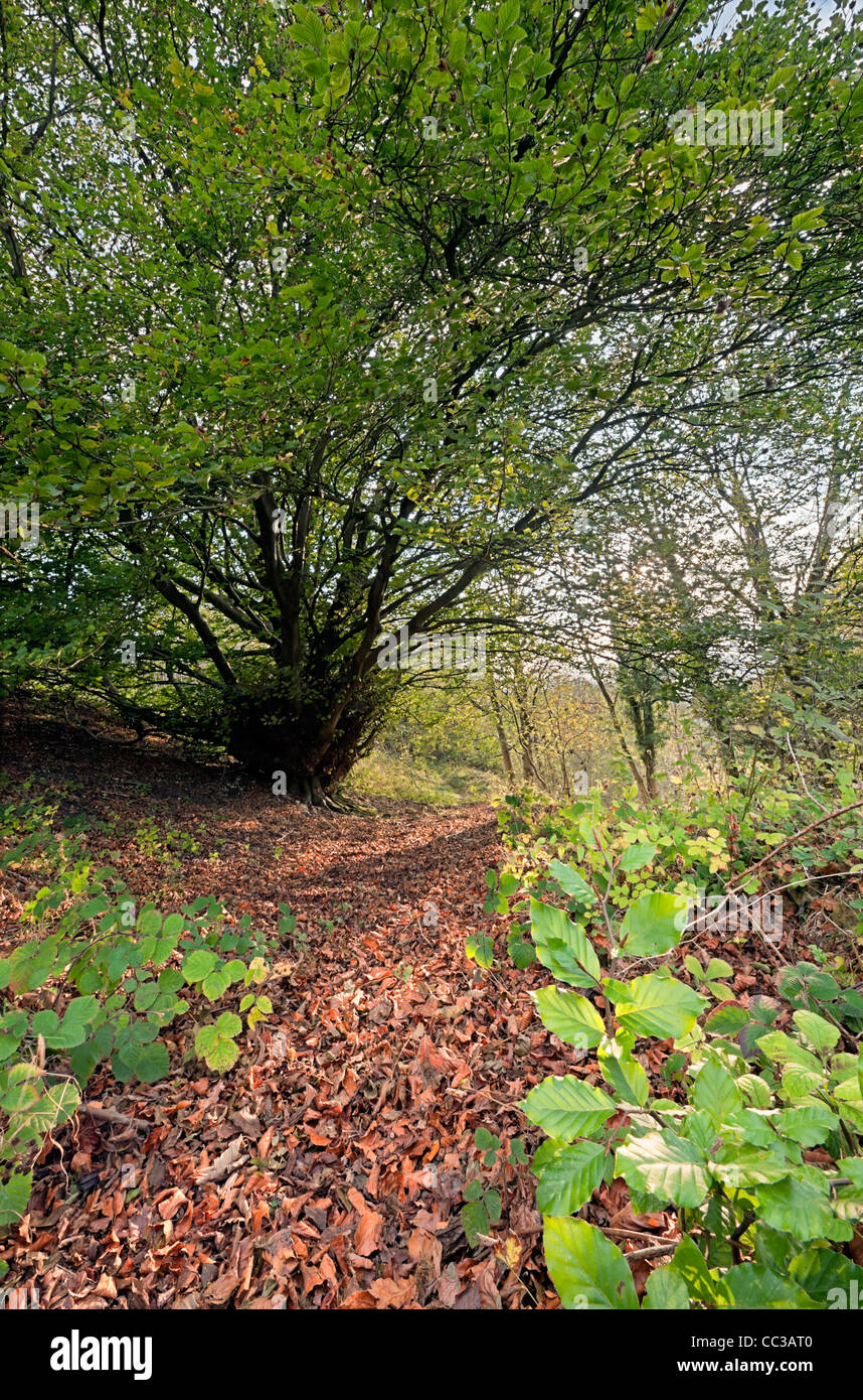 À Beechwood Uley Bury, Gloucestershire Banque D'Images