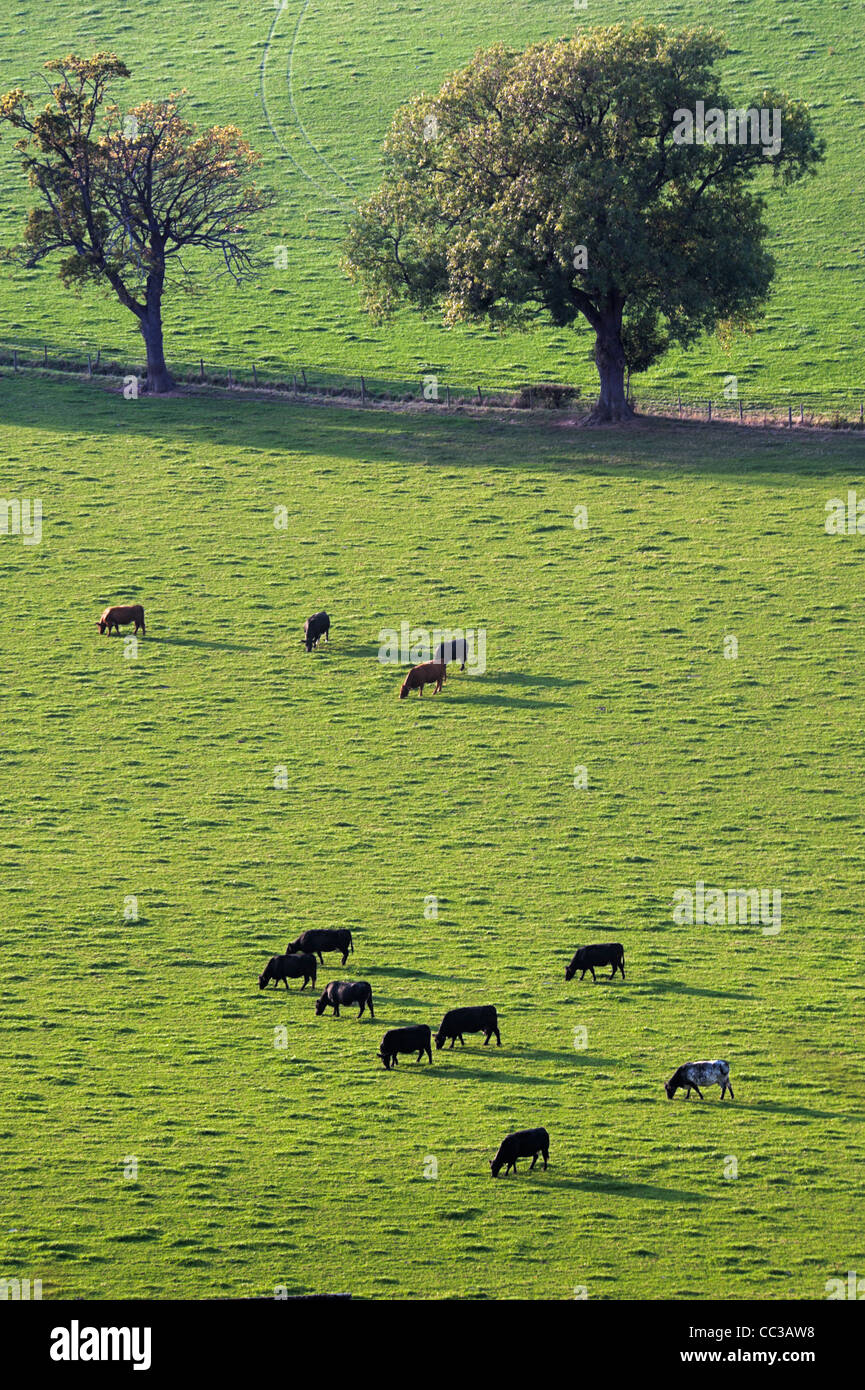 Bovins en pâturage grass field Banque D'Images