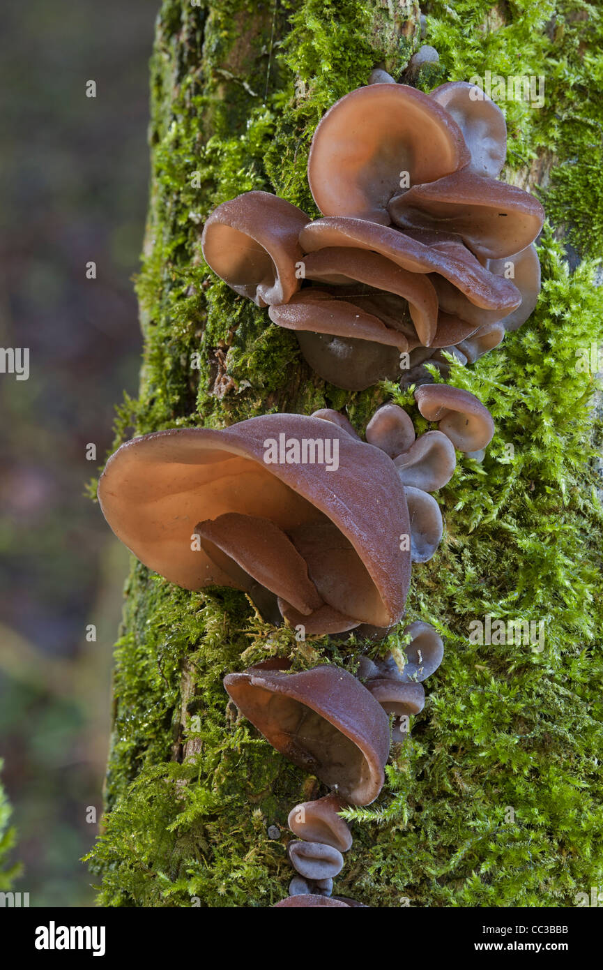 Wood ear mushroom Banque de photographies et d'images à haute résolution -  Alamy