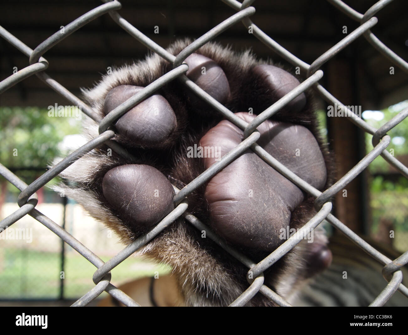 Tiger Paw, derrière cage dans Chiang Mai, Thaïlande Banque D'Images