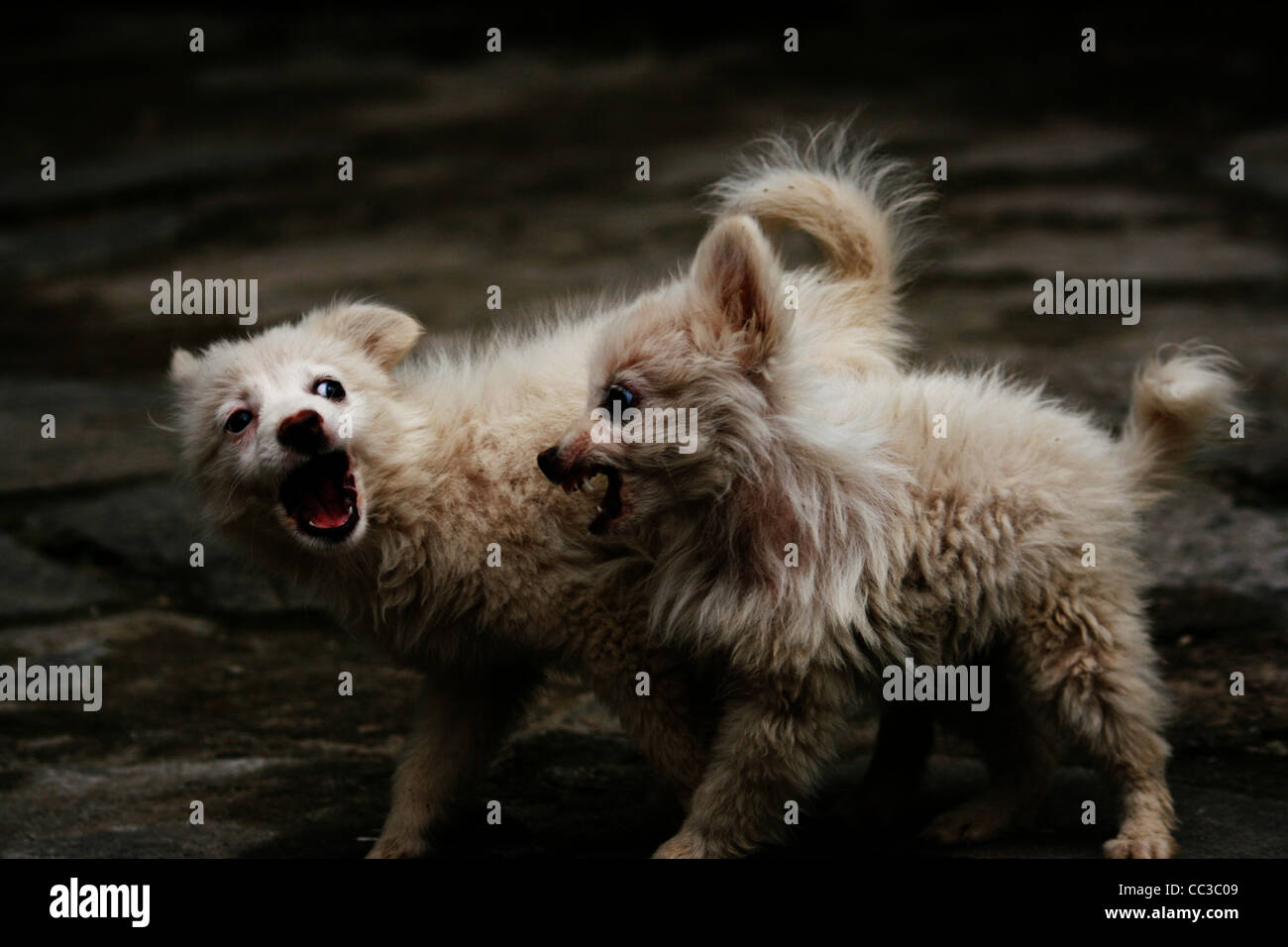 Chiots, chiens jouant de l'himalaya Banque D'Images