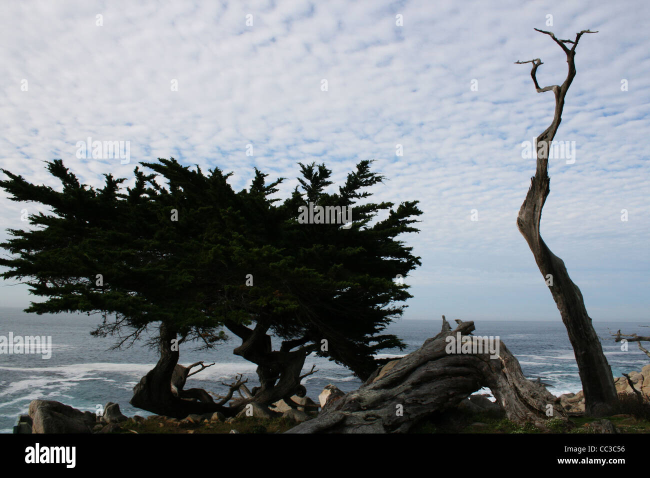 Ghost tree, 17 mile drive, CA Banque D'Images