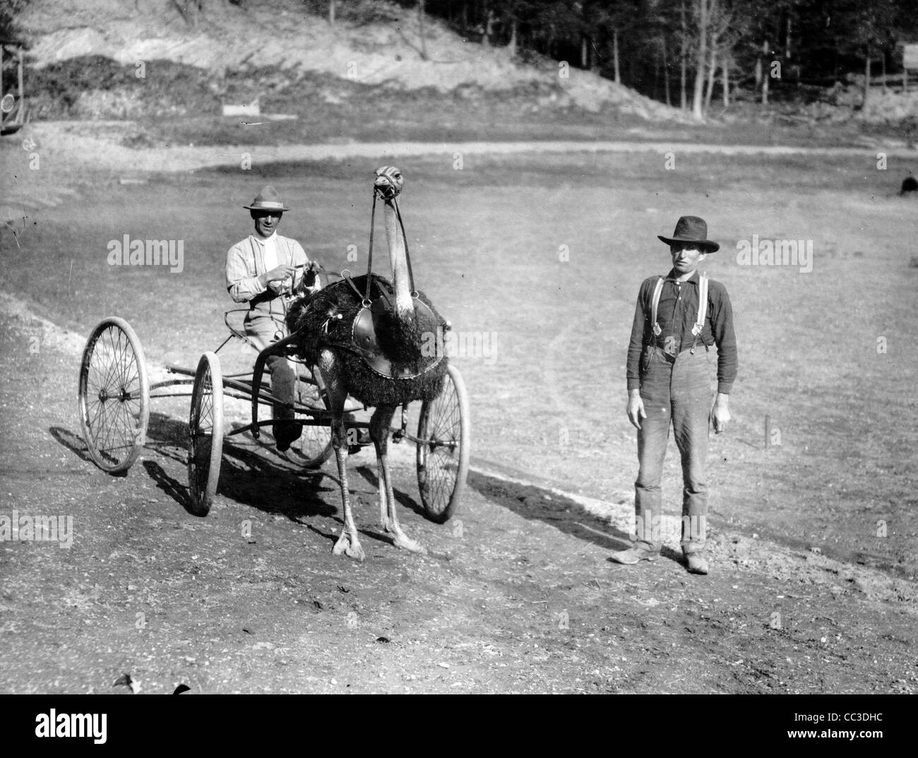 Une autruche comme un cheval au trot, vers 1910 Banque D'Images