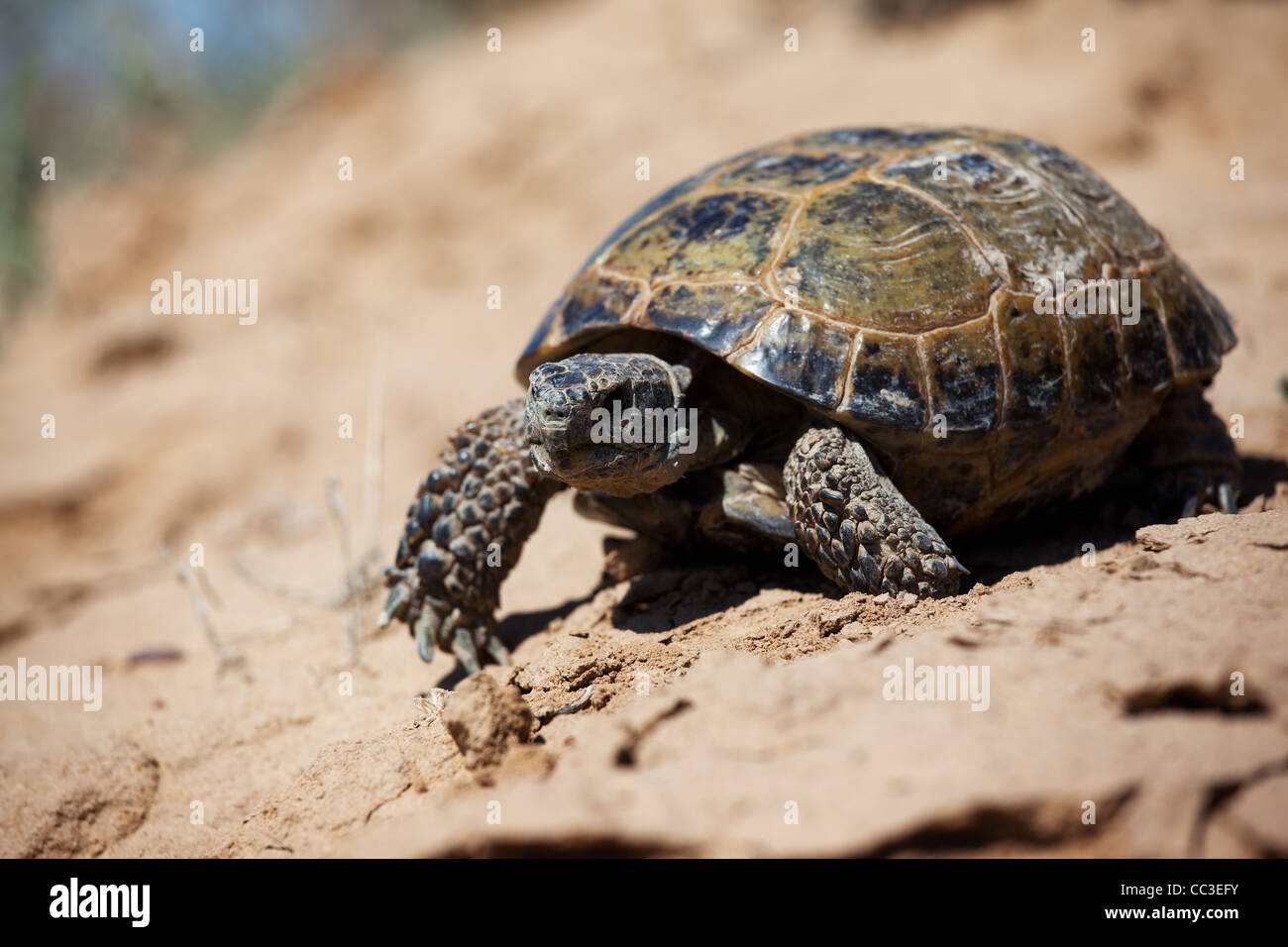 Tortue des steppes Banque de photographies et d’images à haute