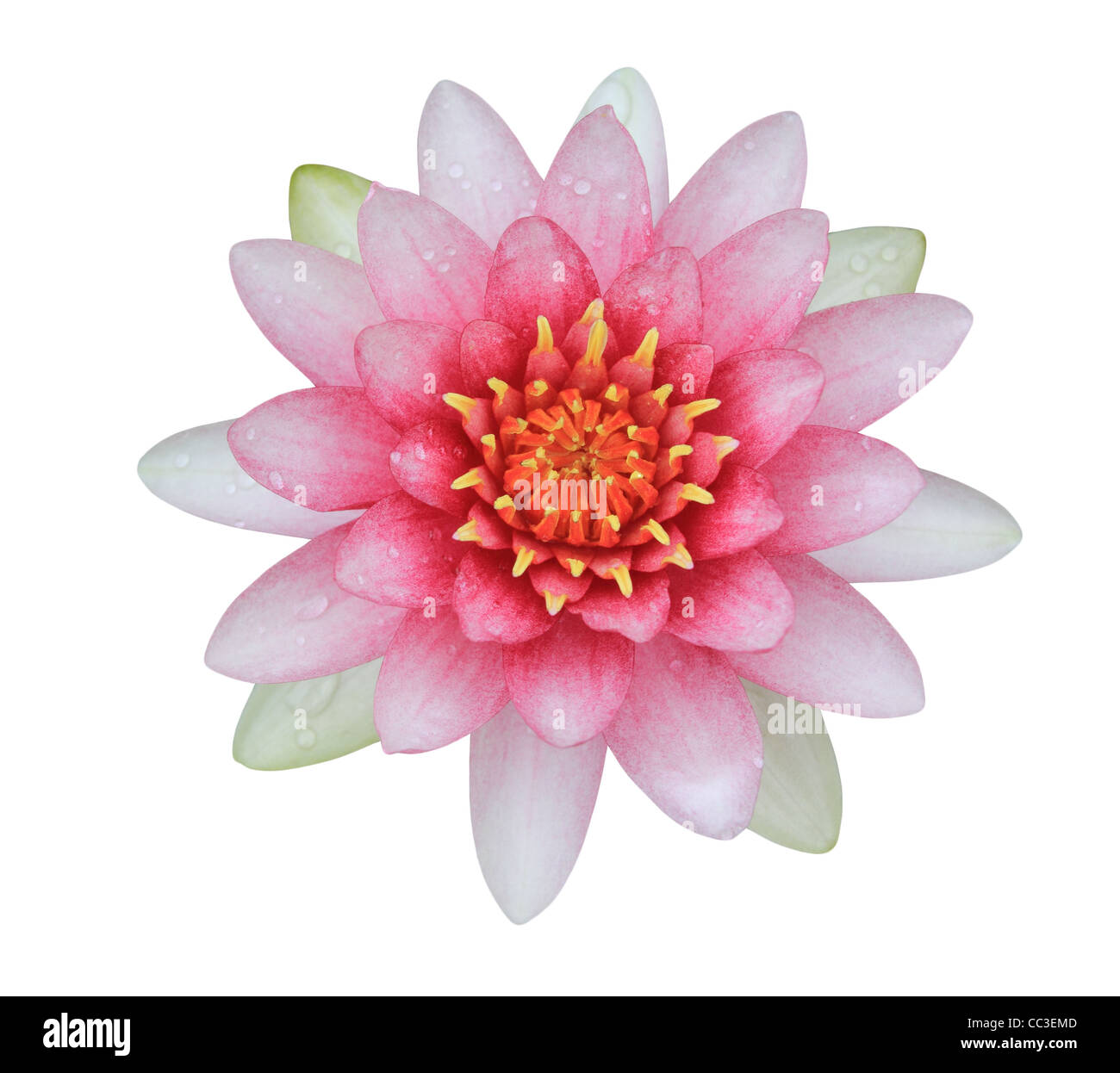 Pink lotus (nénuphar) isolé sur fond blanc Banque D'Images