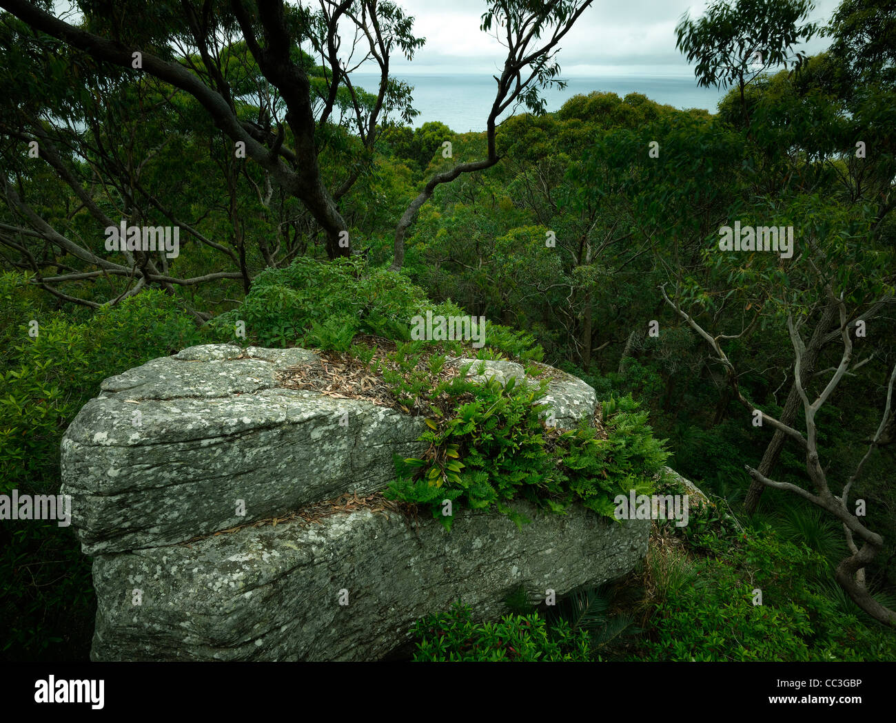 Gigantesque monolithe forestiers côtiers, Bouddi National Park, NSW Australie Banque D'Images